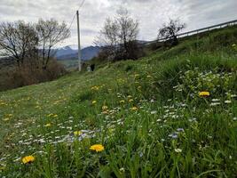 un' prato di primavera fiori contro il fondale di snow-capped montagne. foto. foto