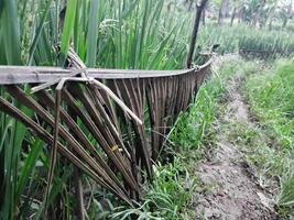 il naturale recinto proteggere riso impianti è fatto a partire dal Noce di cocco albero foglie, così quello agricoltori' largo strade fare non toccare riso impianti foto