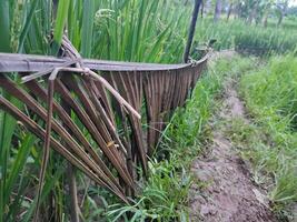 il naturale recinto proteggere riso impianti è fatto a partire dal Noce di cocco albero foglie, così quello agricoltori' largo strade fare non toccare riso impianti foto