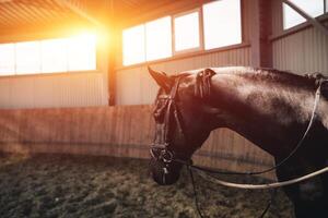 nero cavallo in piedi nel il buio maneggio foto