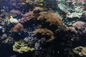 tropicale pesce con coralli e alghe nel blu acqua. bellissimo sfondo di il subacqueo mondo. foto