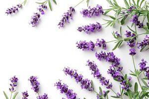 ai generato lavanda fiori isolato su bianca sfondo superiore Visualizza. foto