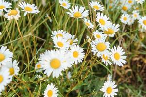 camomilla fiori nel avvicinamento. un' grande campo di fioritura margherite. il concetto di agricoltura e il coltivazione di utile medicinale erbe aromatiche. foto