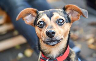 ai generato avvicinamento ritratto di un' Marrone e nero cane con vivace orecchie all'aperto foto