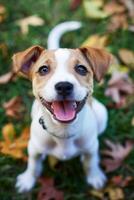 ai generato contento cucciolo godendo un' vivace autunno giorno nel un' cosparso di foglie parco foto