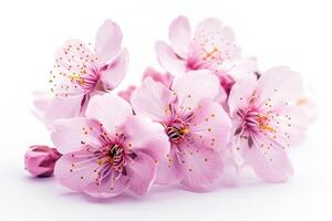 ai generato sakura fiore ciliegia fiorire isolato su bianca sfondo. superficiale profondità. morbido tonica foto