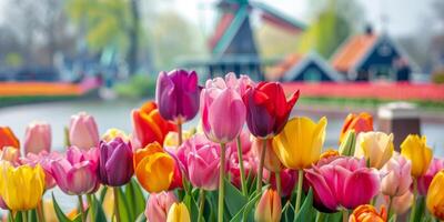 ai generato tulipani campo mulino a vento sfondo foto