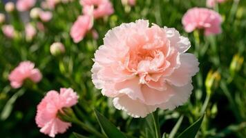 ai generato scena bellissimo rosa garofano fiore In primo piano nel un' travolgente intestazione foto