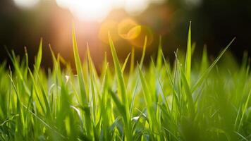 ai generato Schermo vicino su macro di erba e sole nel primavera estate sfondo foto