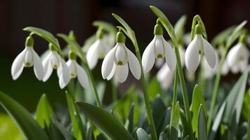 ai generato bucaneve, galanthus nivalis, fioriture nel incontaminato primavera bianca foto