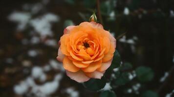ai generato arancia rosa fiore in mezzo falso neve su buio sfondo foto