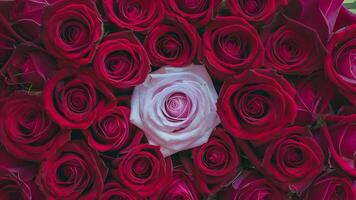 ai generato naturale rosso Rose creare un' sbalorditivo sfondo su fiori parete foto