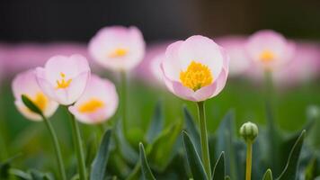 ai generato catturare superficiale profondità di campo macro di bellissimo primavera ranuncolo foto