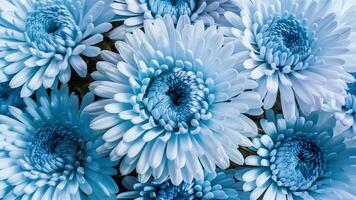 ai generato crisantemo blu fiore su bianca isolato sfondo, avvicinamento foto