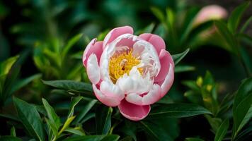 ai generato bellissimo bokeh migliora rosa peonia fiore in mezzo lussureggiante verde le foglie foto