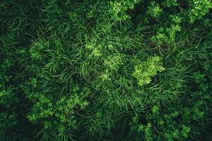 ai generato droni superiore Visualizza di verde erba struttura. foto