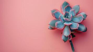 ai generato succulento pianta su rosa sfondo foto