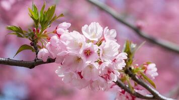 ai generato catturare vicino su di ciliegia fiorire albero nel rosa fioritura sfondo foto
