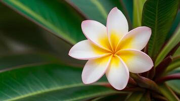 ai generato plumeria rauvolfioideae pianta fiorire adorna il sereno sfondo foto