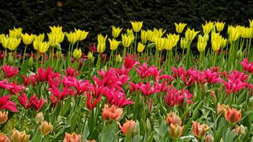 primavera fiori striscione. rosa fioritura tulipani nel campo. rosa petali e verde le foglie di fioritura fiori. saluto carta striscione, La madre di giorno carta, Da donna giorno, compleanno, Pasqua. botanico selezione foto