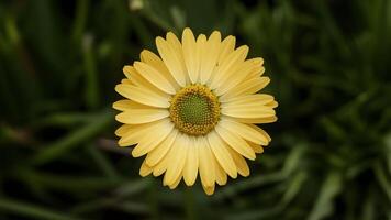 ai generato foto di scorta giallo margherita fiore con verde centro isolato su bianca