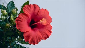 ai generato isolato rosso ibisco fiore sta su su pulito bianca fondale foto