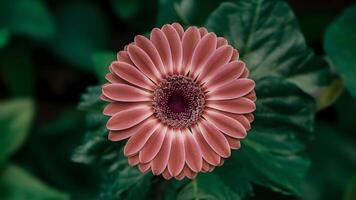 ai generato viola gerbera fiore su bianca isolato sfondo, no ombre foto