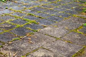foto di un' sporco muschioso marciapiede con un' pochi le foglie sparpagliato in giro