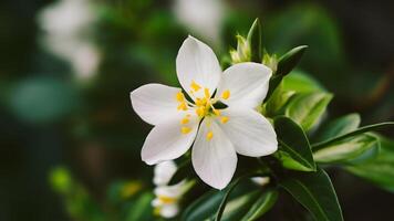 ai generato gelsomino fiore bellezza evidenziato con selettivo messa a fuoco su sfondo foto