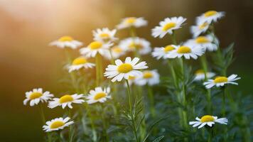 ai generato sereno camomilla fiori impostato contro un' dolcemente sfocato sfondo foto