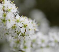 albero bianco in fiore foto