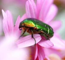 rosa chafer su un' fiore foto