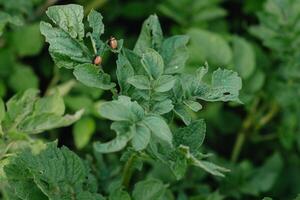 Colorado Patata scarafaggio larve siamo dannoso per agricoltura. parassiti. rosso coleotteri mangiare patate. rovinare il verde le foglie e raccogliere foto