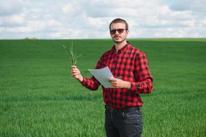 giovane Grano germoglio nel il mani di un' contadino. il contadino considera giovane Grano nel il campo. il concetto di il agricolo attività commerciale. foto