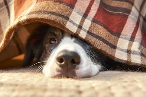 ai generato animale domestico cura concetto confine collie dire bugie sotto un' plaid in casa foto