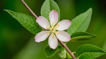 ai generato digitale vaniglia fagiolo fiore isolato con preciso ritaglio sentiero foto