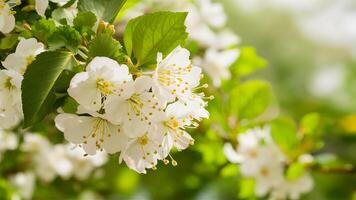 ai generato bianca fiori e verde le foglie decorare primavera fiorire sfondo foto