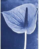 ai generato un' piatto scansione di un' cyanotype di un' fiore con blu carta foto