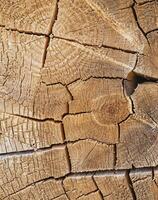 ai generato tagliare di legno tronco con crepe macchiato con diverso toni foto