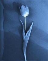 ai generato un' piatto scansione di un' cyanotype di un' fiore con blu carta foto