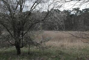 natura sfondo foto