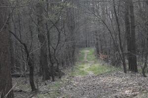 natura sfondo foto