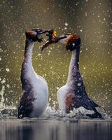 Due uccelli combattente nel il acqua con acqua spruzzi foto