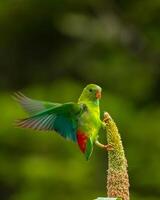 un' verde pappagallo è arroccato su un' pianta foto