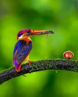 un' colorato uccello con un' lungo becco seduta su un' ramo foto