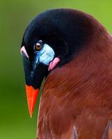 un' uccello con un' rosso e nero testa seduta su un' ramo foto