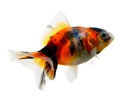 pesce d'oro isolato su uno sfondo bianco foto
