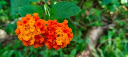 lantana camara fiori siamo rosso foto