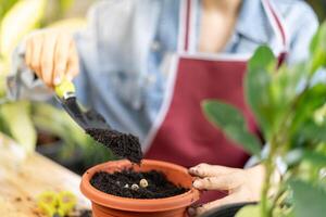 donna pianta e prendere cura alberi nel vasi di fiori come passatempo e relax. pianta i saldi piccolo attività commerciale. Casa giardino, giungla, giardiniere, fiore decorazione, verde, contento stile di vita, casa giardinaggio, libero professionista. foto