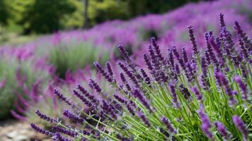 ai generato telaio sfocato natura sfondo con bene lavanda fiori, fioritura panorama foto